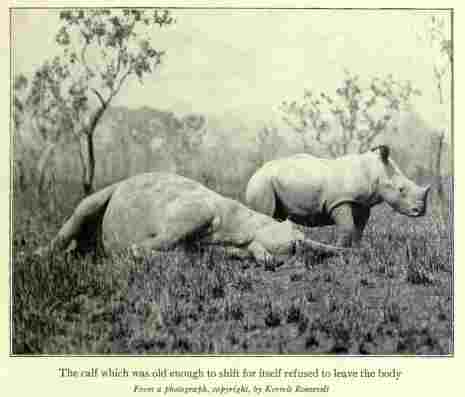 Roosevelt – mother and calf