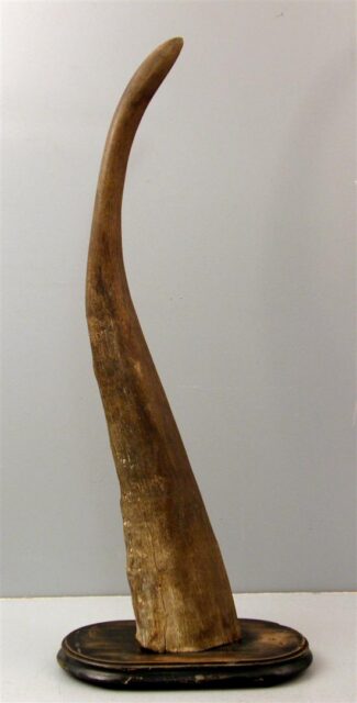 Horn 1900