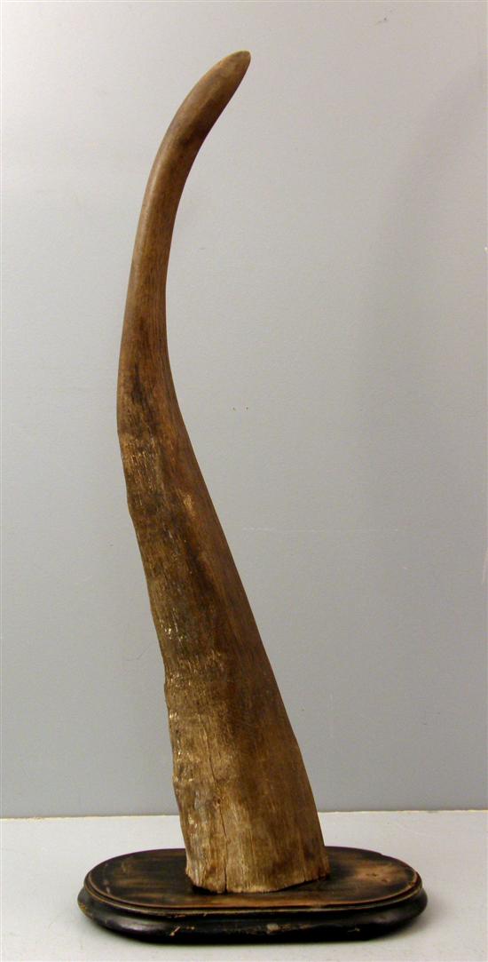 Horn 1900