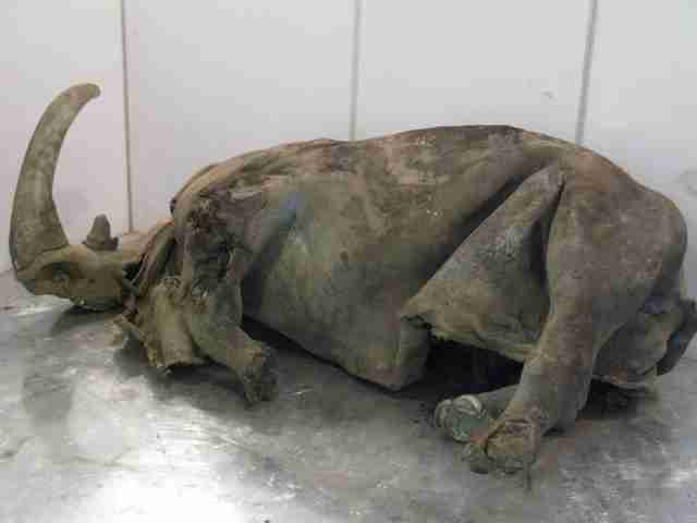 Woolly rhino #07