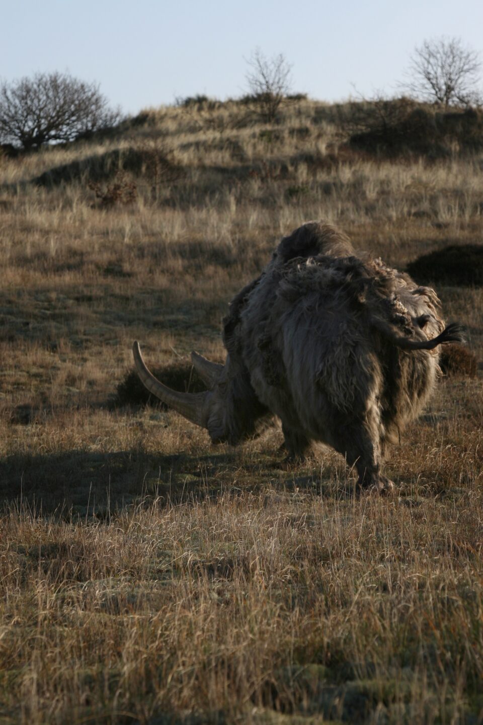 Woolly rhino #09
