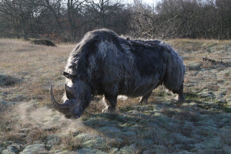 Woolly rhino #10