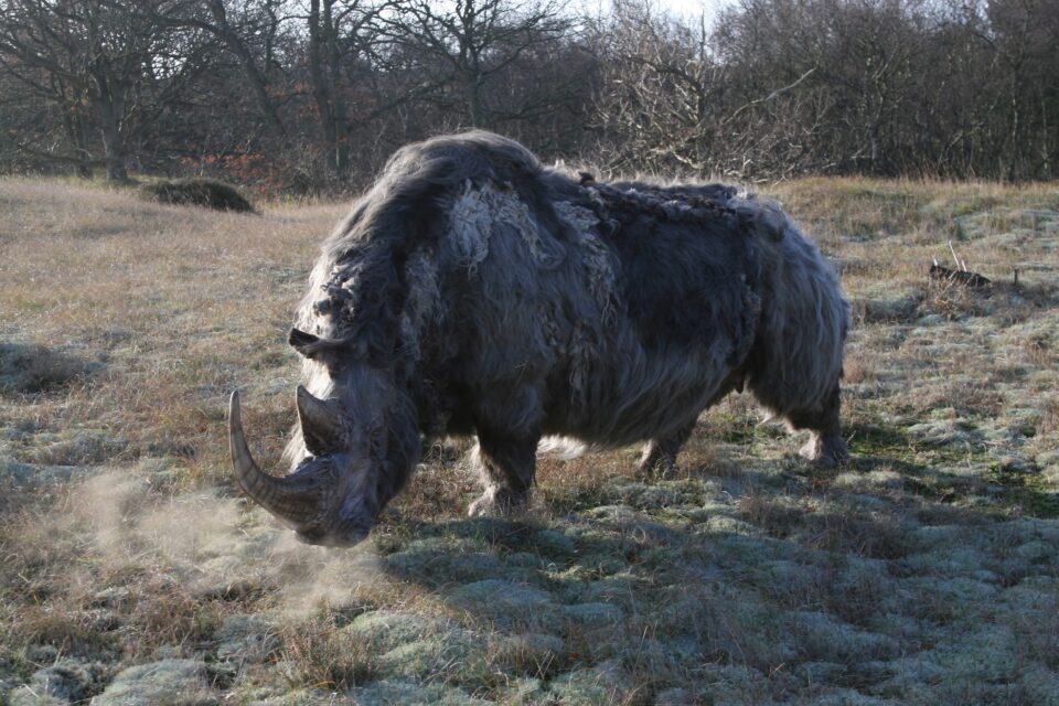Woolly rhino #10