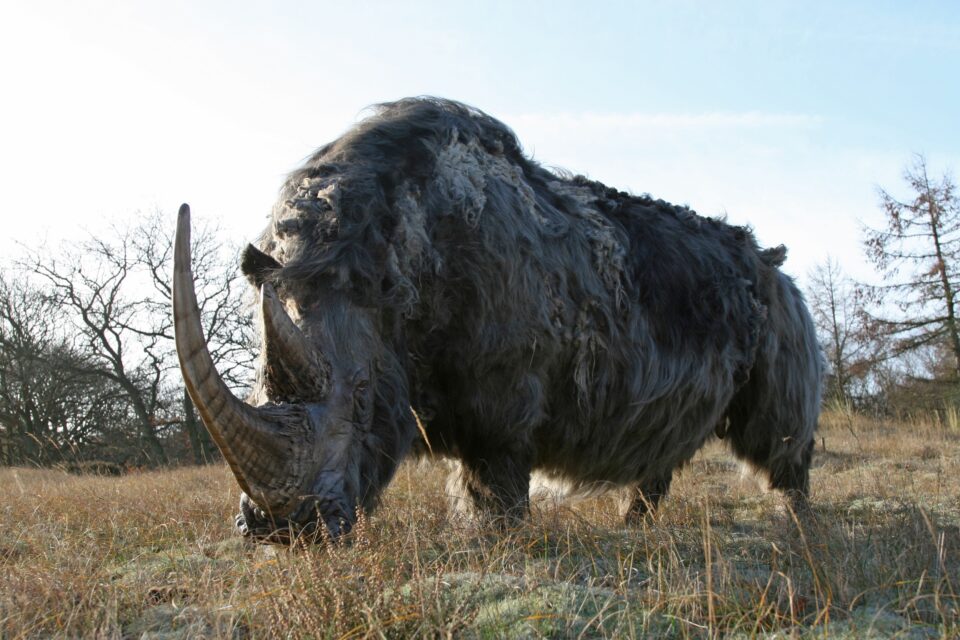 Woolly rhino #14
