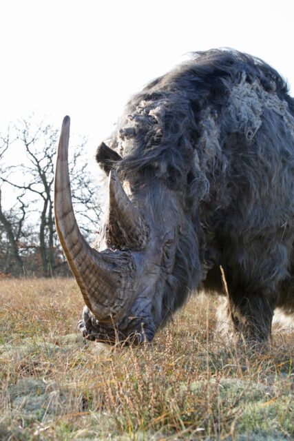 Woolly rhino #12