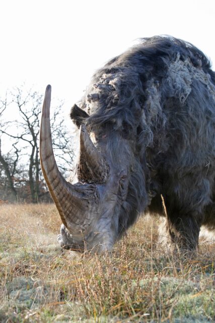 Woolly rhino #08