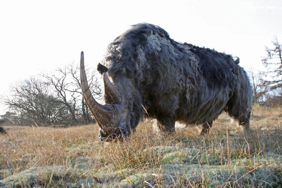 Woolly rhino #07