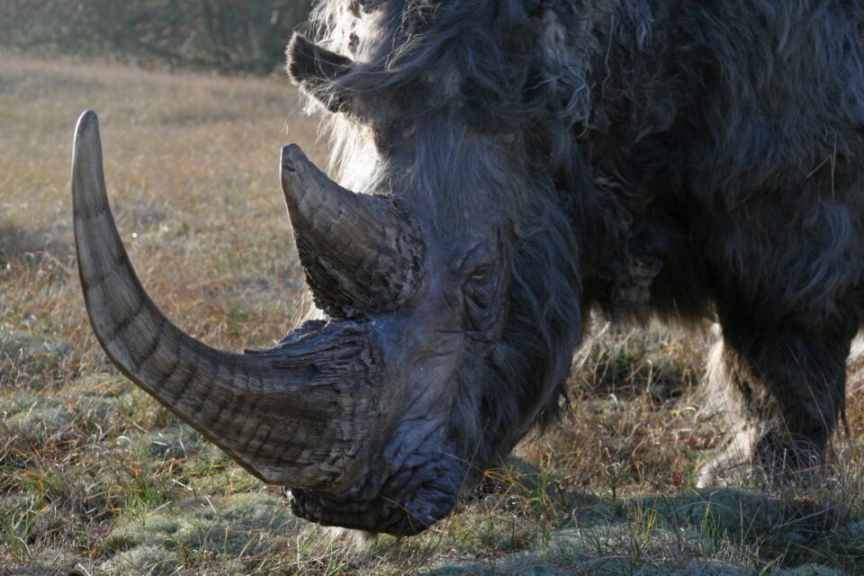 Woolly rhino #06