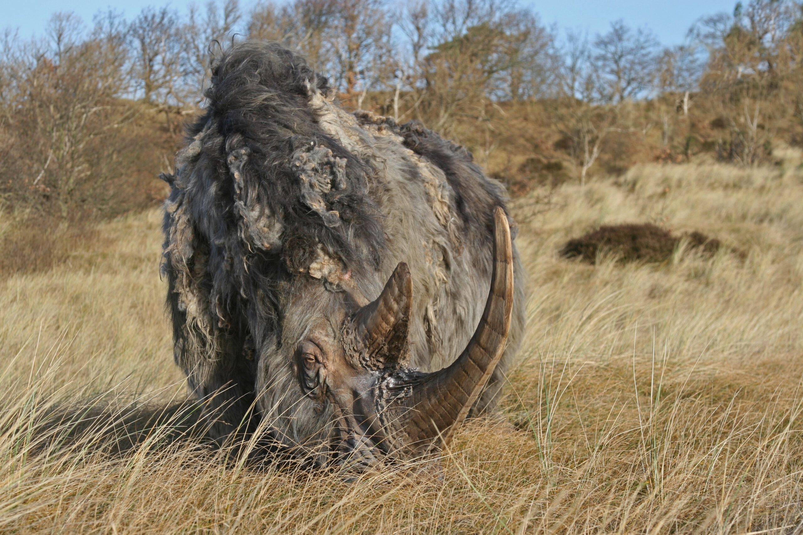Woolly rhino #04 — Rhino Resource Center