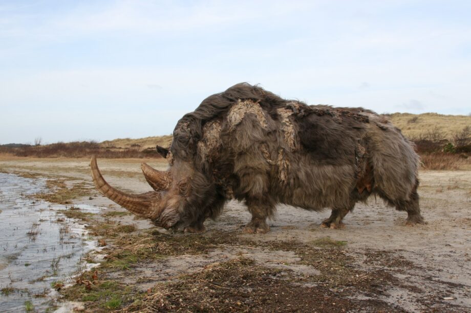 Woolly rhino #03