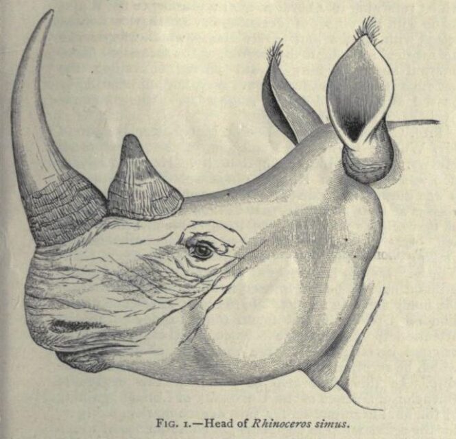 Sclater 1890 white rhino