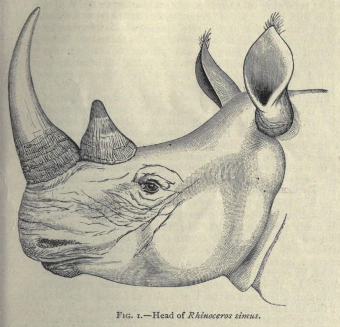 Sclater 1890 white rhino