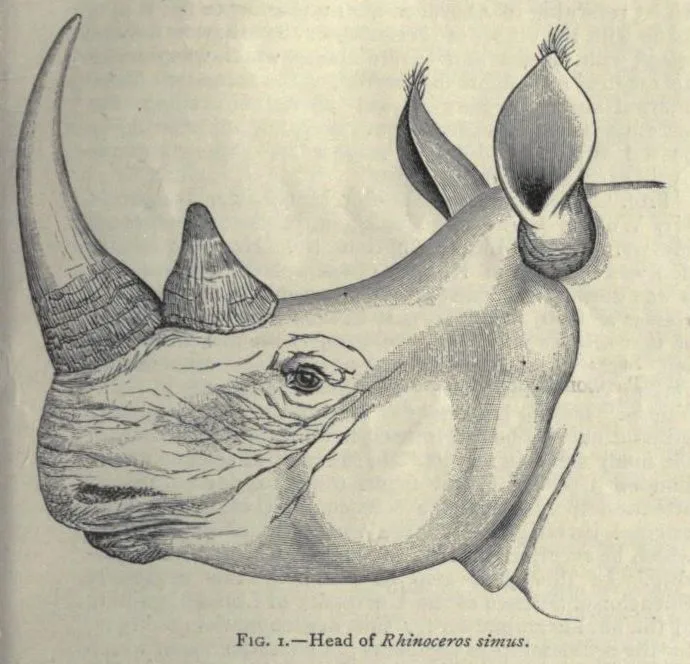 Sclater 1890 white rhino