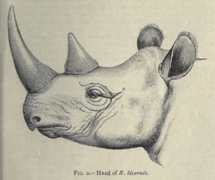 Sclater 1890 (2)