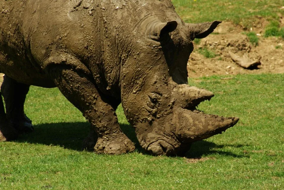 Marwell 2011