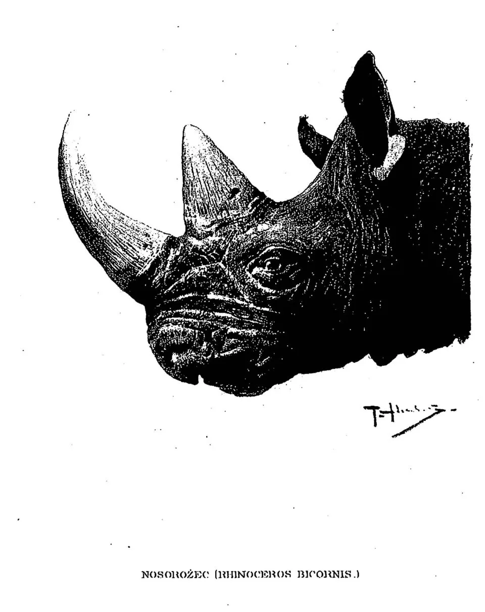 Black rhino asleep — Rhino Resource Center