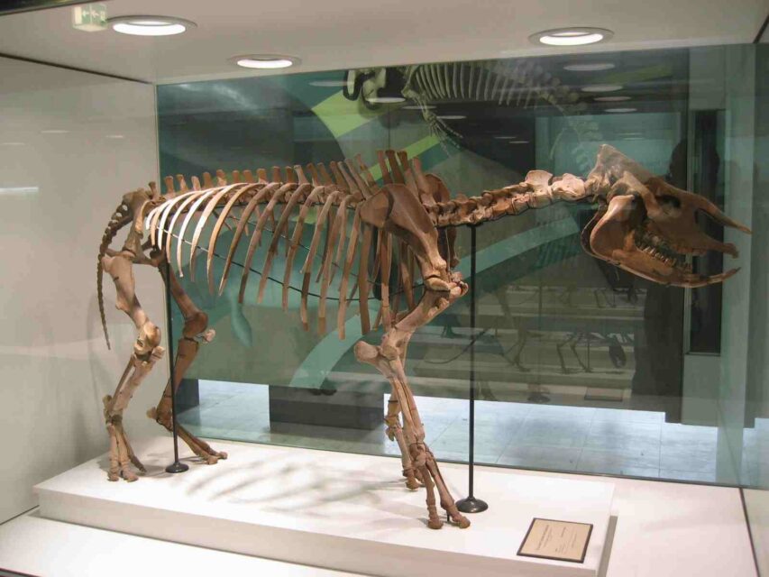 Dicerorhinus tagicus