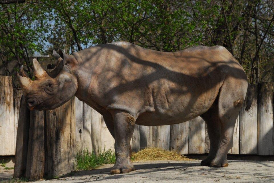 Magdeburg Kenia #153