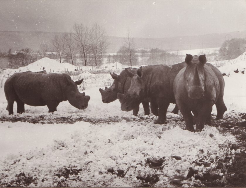 Dvur Kralove 193 (a)