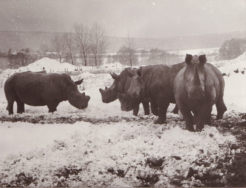 Dvur Kralove 193 (a)