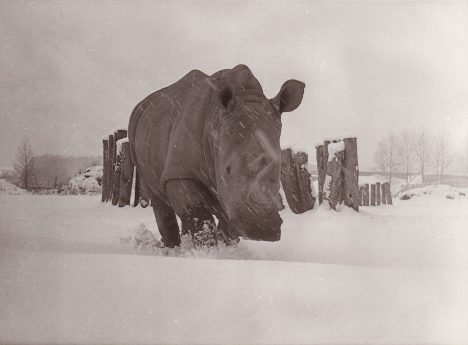 Dvur Kralove 1973 (b)