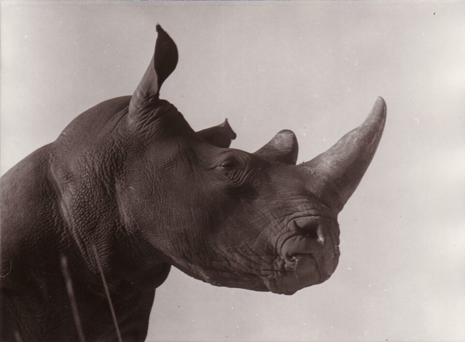 Dvur Kralove 1973 (c)