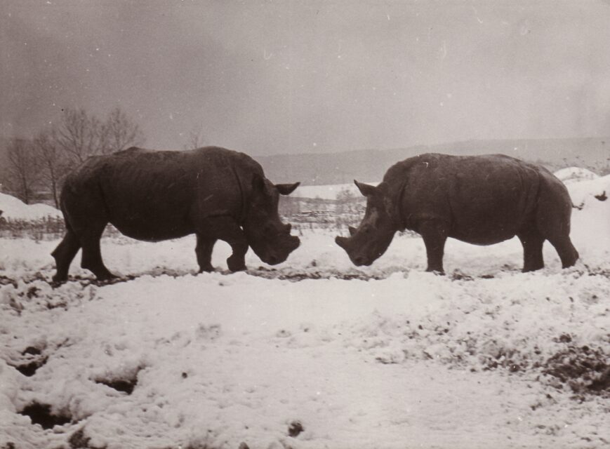 Dvur Kralove 1973 (f)