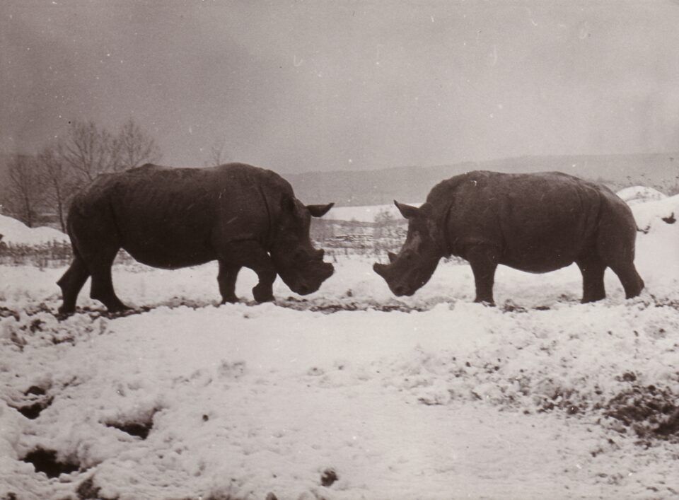 Dvur Kralove 1973 (f)