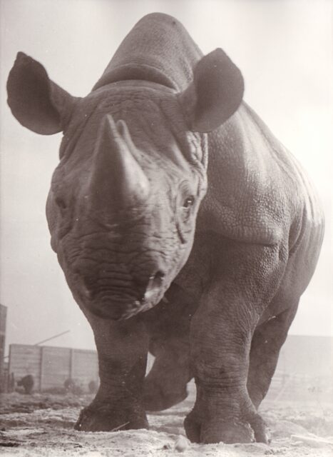 Dvur Kralove 1971 (d)