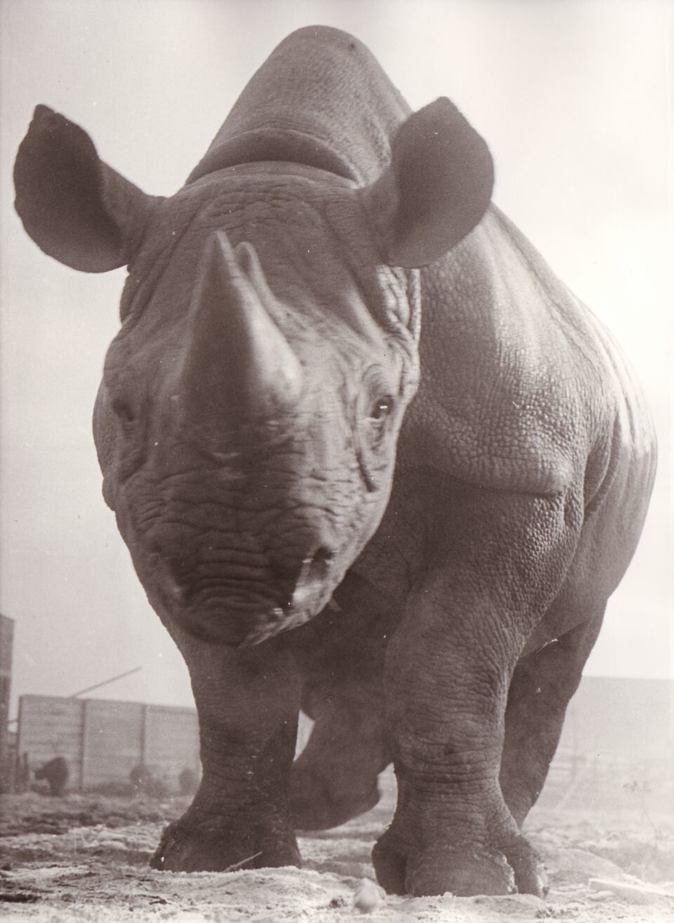 Dvur Kralove 1971 (d)