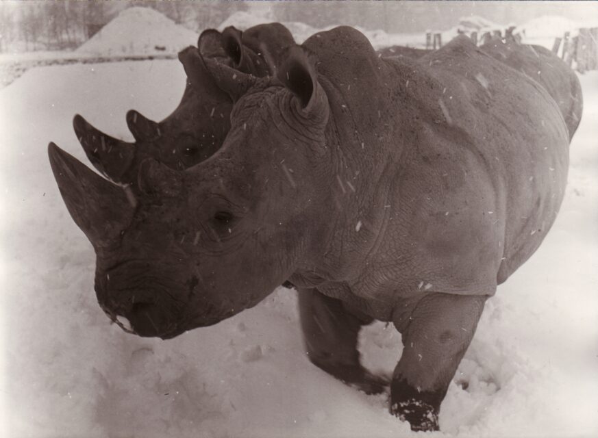 Dvur Kralove 1973 (e)