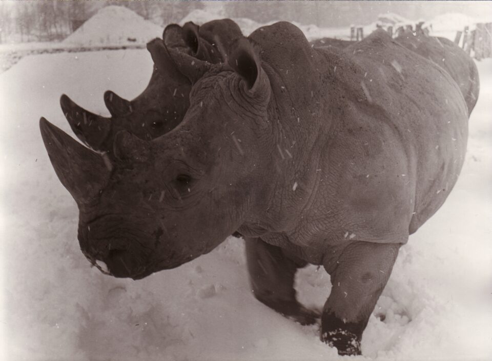 Dvur Kralove 1973 (e)