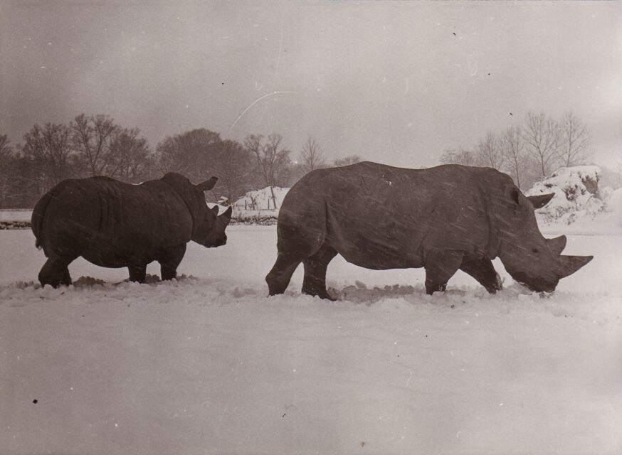 Dvr Kralove 1973 (g)