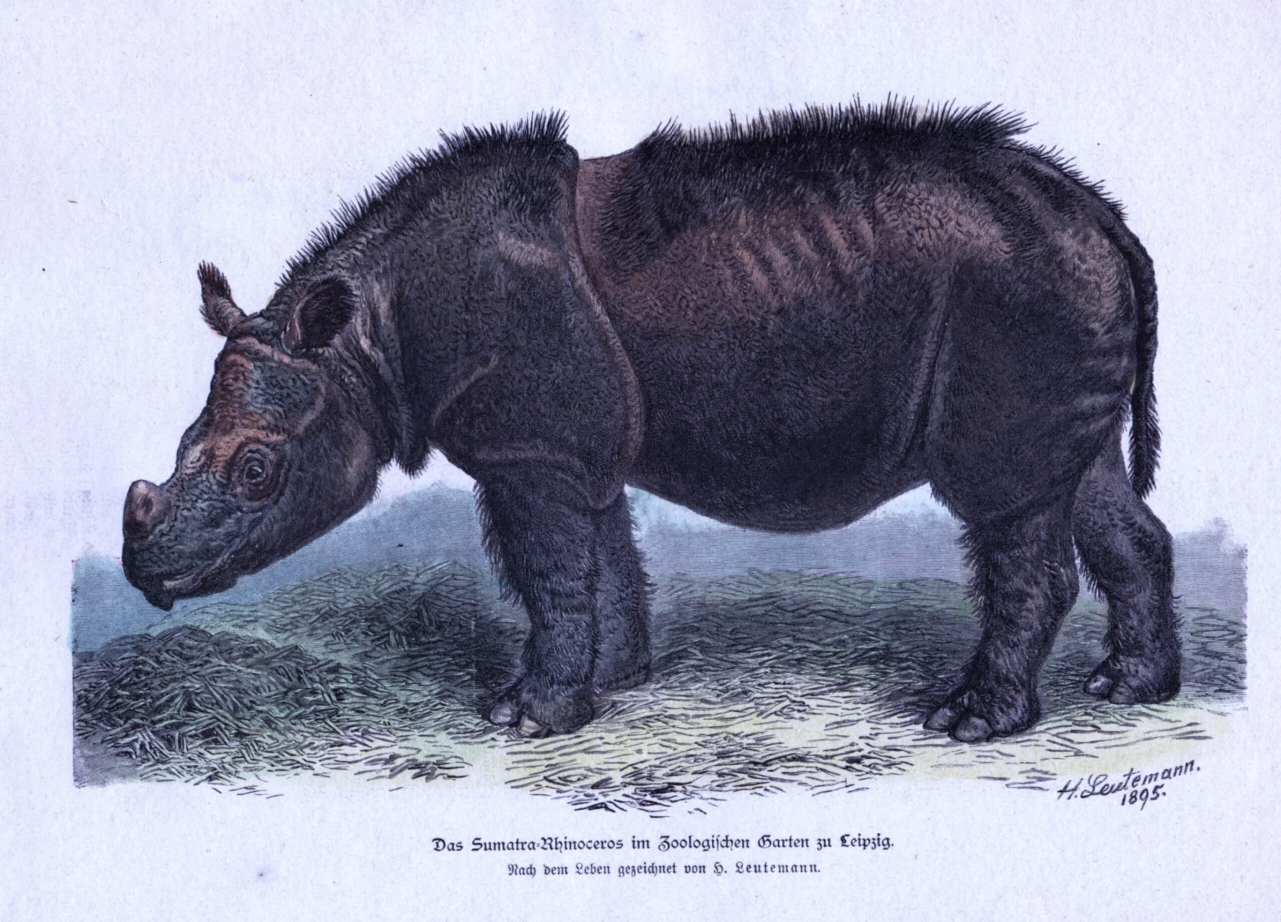 Sumatran rhino in Leipzig — Rhino Resource Center