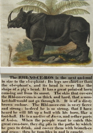 Javan rhino