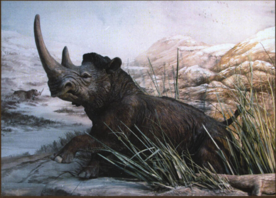 prehistoric Laineux rhino