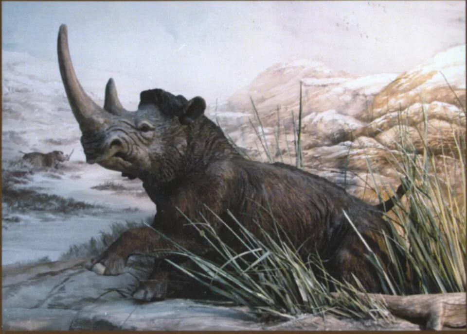 prehistoric Laineux rhino