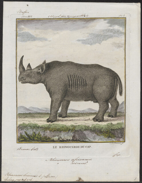 Gordon’s black rhino