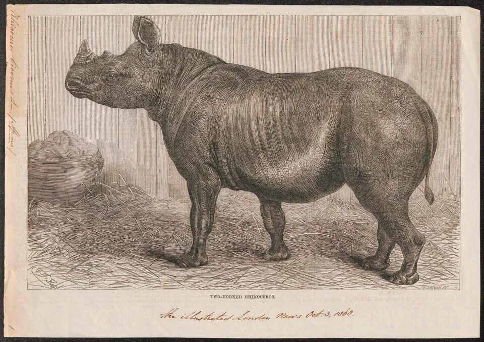 Theodore 1868
