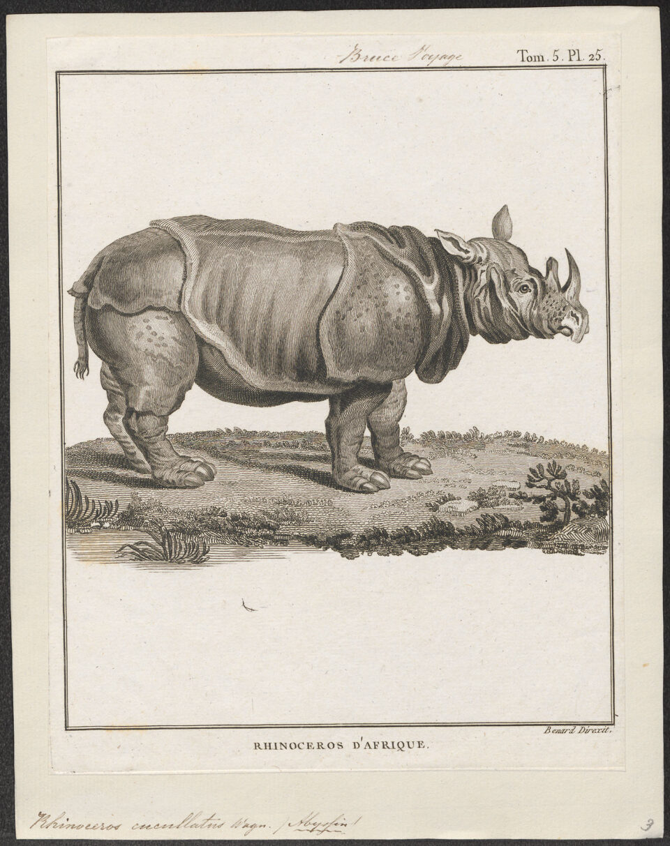 Bruce’s cucullatus