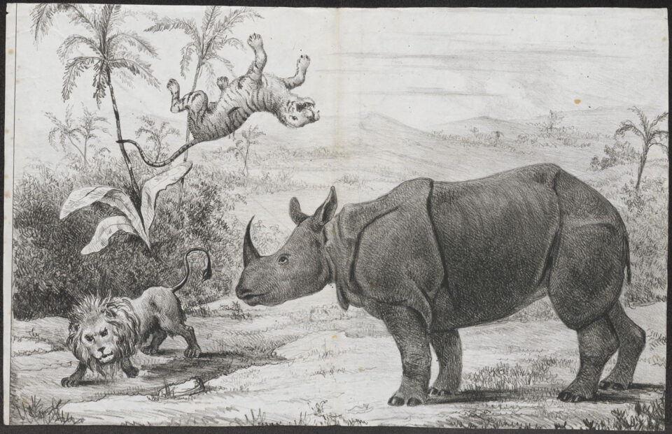 Rhino with lion and tiger
