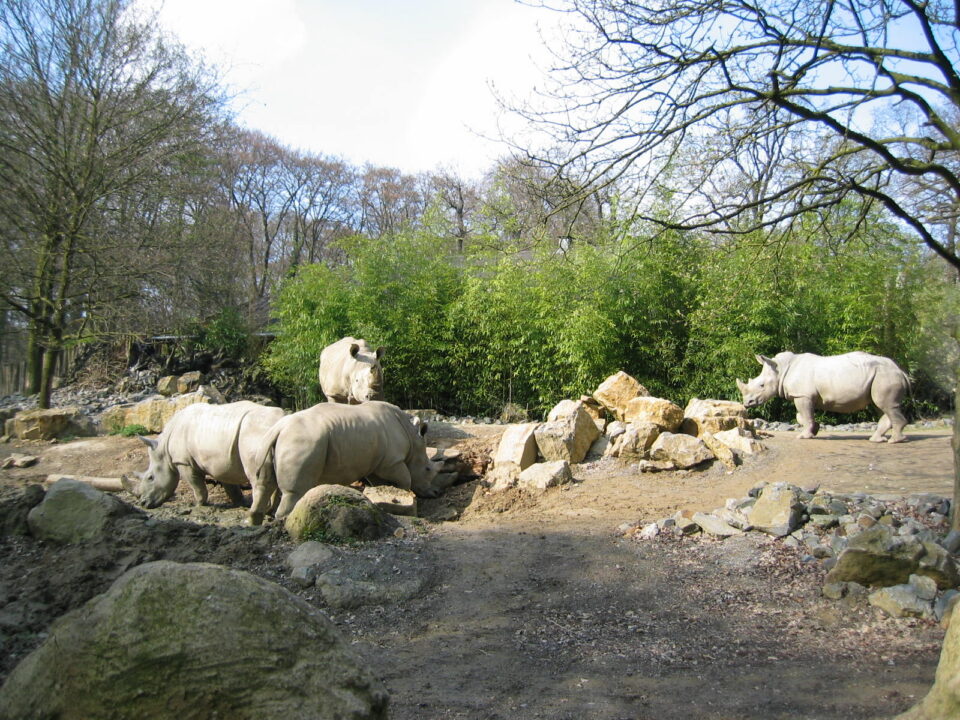 Osnabruck white rhino