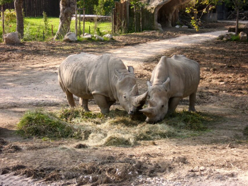 Bussolengo #305, 306