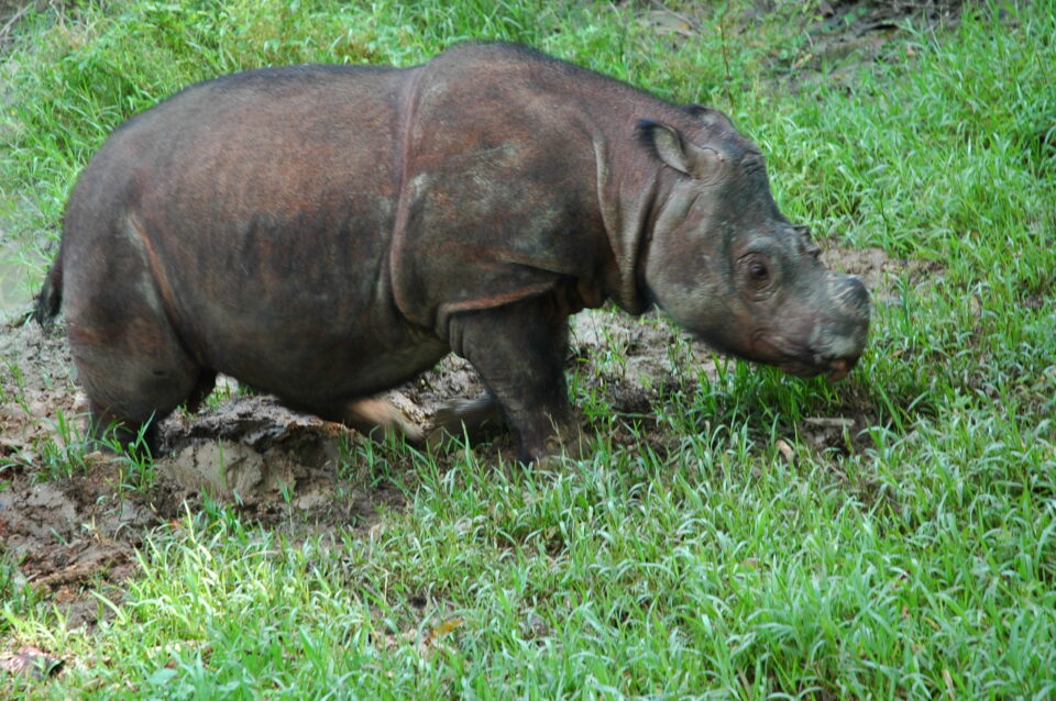 Tam in Tabin, Sabah (2011)