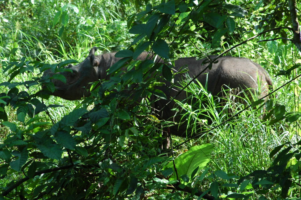 Tam in forest (Sabah)