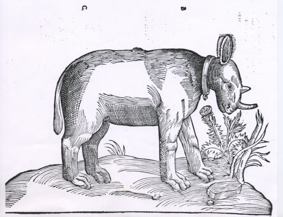 Aldrovandi’s Onager