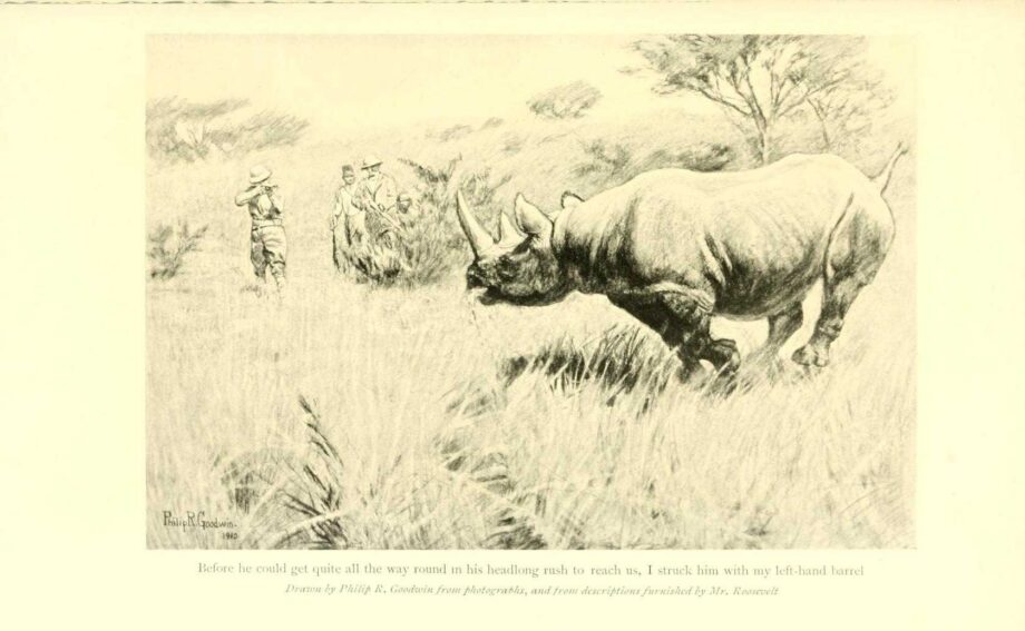 Roosevelt black rhino