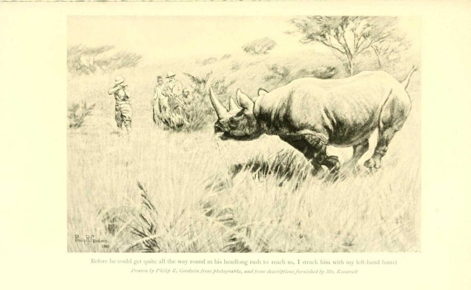 Roosevelt black rhino