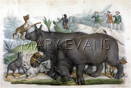 Rhinos and dogs