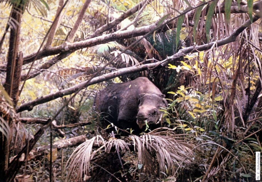 Ujung Kulon by Schumacher